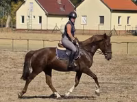 Kobila, Hungarian horse breed — fotografija 3