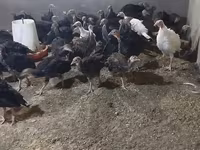 Turkeys — fotografija 1