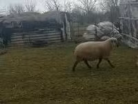 Ovan, Shroshire sheep — fotografija 2