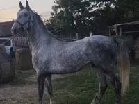 Cavalo, Lipizzaner — foto 7