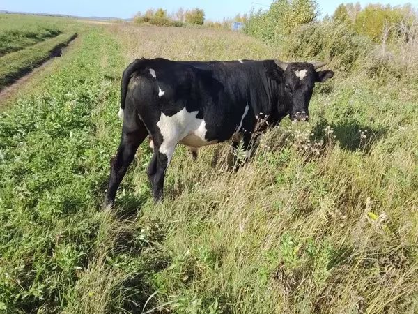 Bik, Russian Black pied cattle