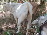 Jarac, LaMancha goats — fotografija 2