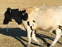 Bik, Russian Black pied cattle — fotografija 6