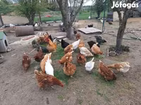 Chickens — 照片 4