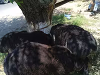 Moutons (lot, sexe non indiqué), Moutons — photo 5
