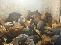 Guinea fowl — zdjęcie 2