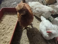 Leghorn — fotografija 4