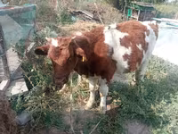 Bulle, Rotbunte Rasse — Foto 1