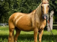 Pastuv, Quarter Horse — fotografija 4