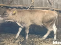 公牛, Swiss cattle — 照片 3