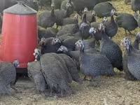 Guinea fowl — foto 4