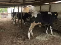 雄牛, Russian Black pied cattle — 写真 3
