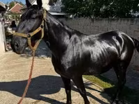 At, Nonius horse — foto 5