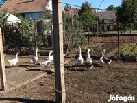 Geese — foto 2