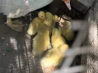 Ducks — fotografija 3