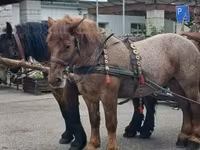 Égua, Percheron — foto 6