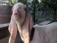 Козел, Kamori goats — фото 3