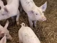 母猪, Pigs — 照片 5