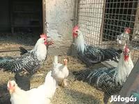 كوشين — الصورة 1