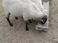 Qoʻchqor, Tsigai sheep — 1-rasm
