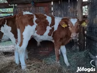 公牛, Limousin cow — 照片 7