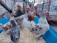 Chickens — zdjęcie 1