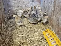 Chickens — fotografija 2