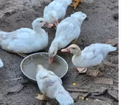 Ducks — Foto 1