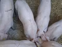 नर सूअर, सूअर — फ़ोटो 2