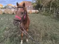 Koń, Konie — zdjęcie 1