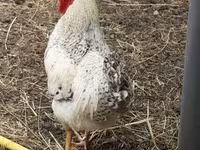 Chickens — 写真 2