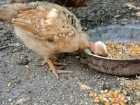 Chickens — Foto 5
