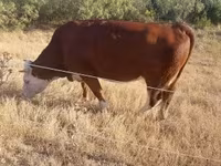 Krava, Simmental cattle — fotografija 4
