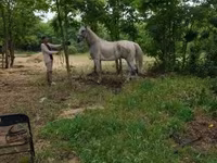 Pastuv, Lipizzaner — fotografija 3