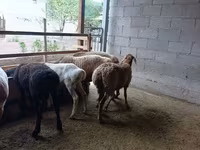Ovelha, Rhon sheep — foto 6