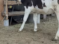 Cow, Holstein breed — photo 3