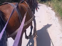 Égua, Cavalos — foto 2