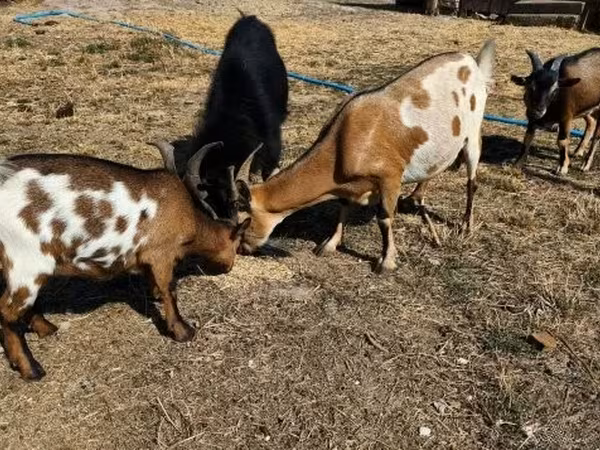 雄ヤギ, ヤギ