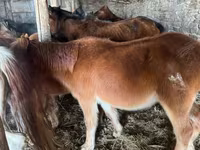 Pastuv, Mugalzhar horse — fotografija 2