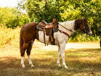 Horse (M), American paint horse — photo 2