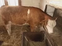 Kuh, Simmental cattle — Foto 3