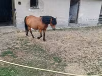 母马, Horses — 照片 2