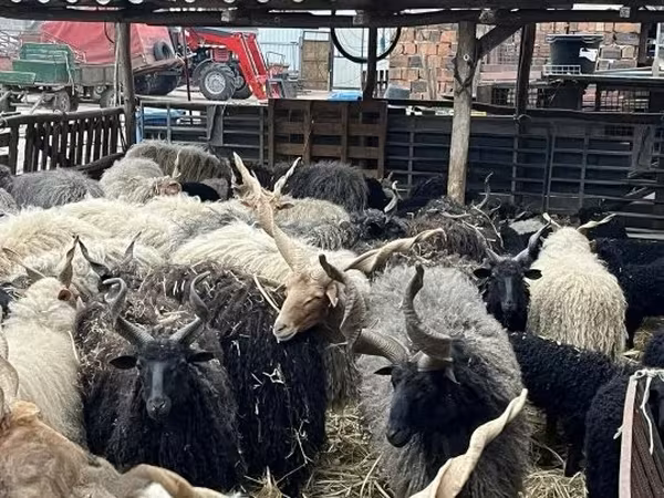 Owce (partia, płeć nieokreślona), Racka sheep