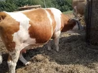 Vaca, Simmental cattle — foto 2