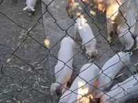 Säue, Schweine — Foto 1