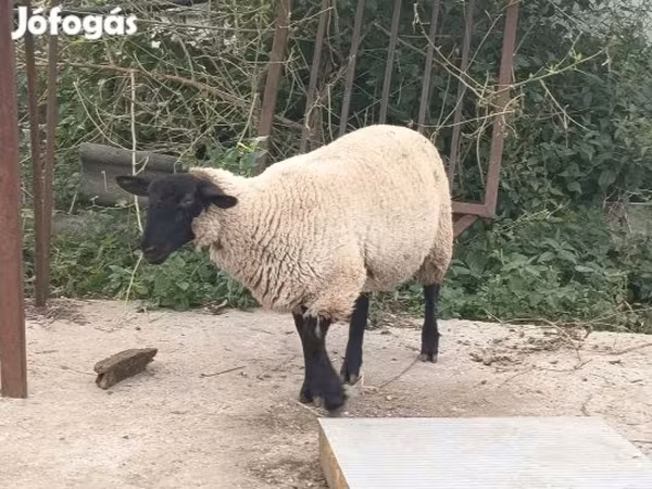 Carnero, White Suffolk sheep
