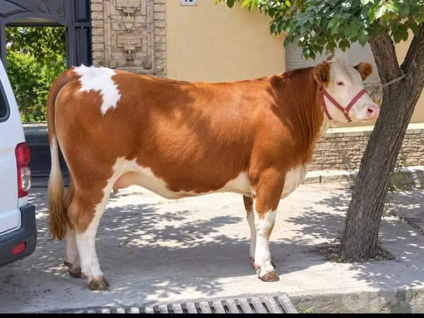 İnək, Simmental cattle