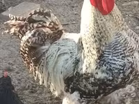 Chickens — fotografija 1