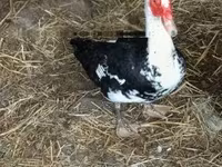 Ducks — Foto 2