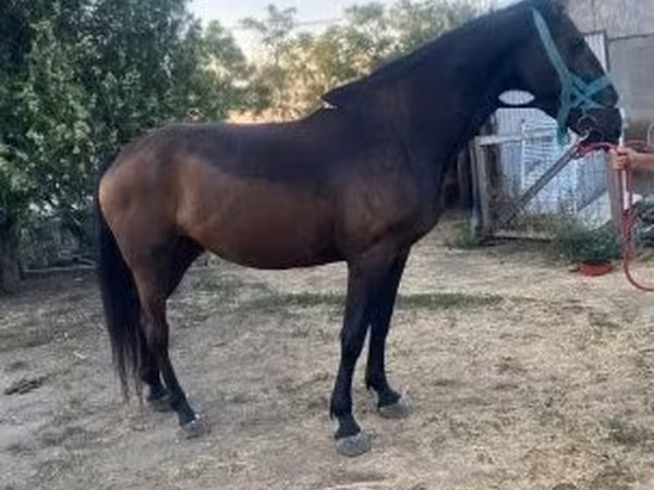 Jument, Nonius horse